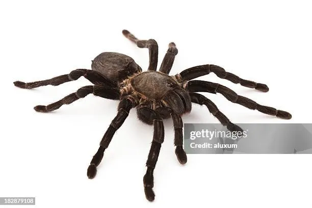 17533 tarantula handling
