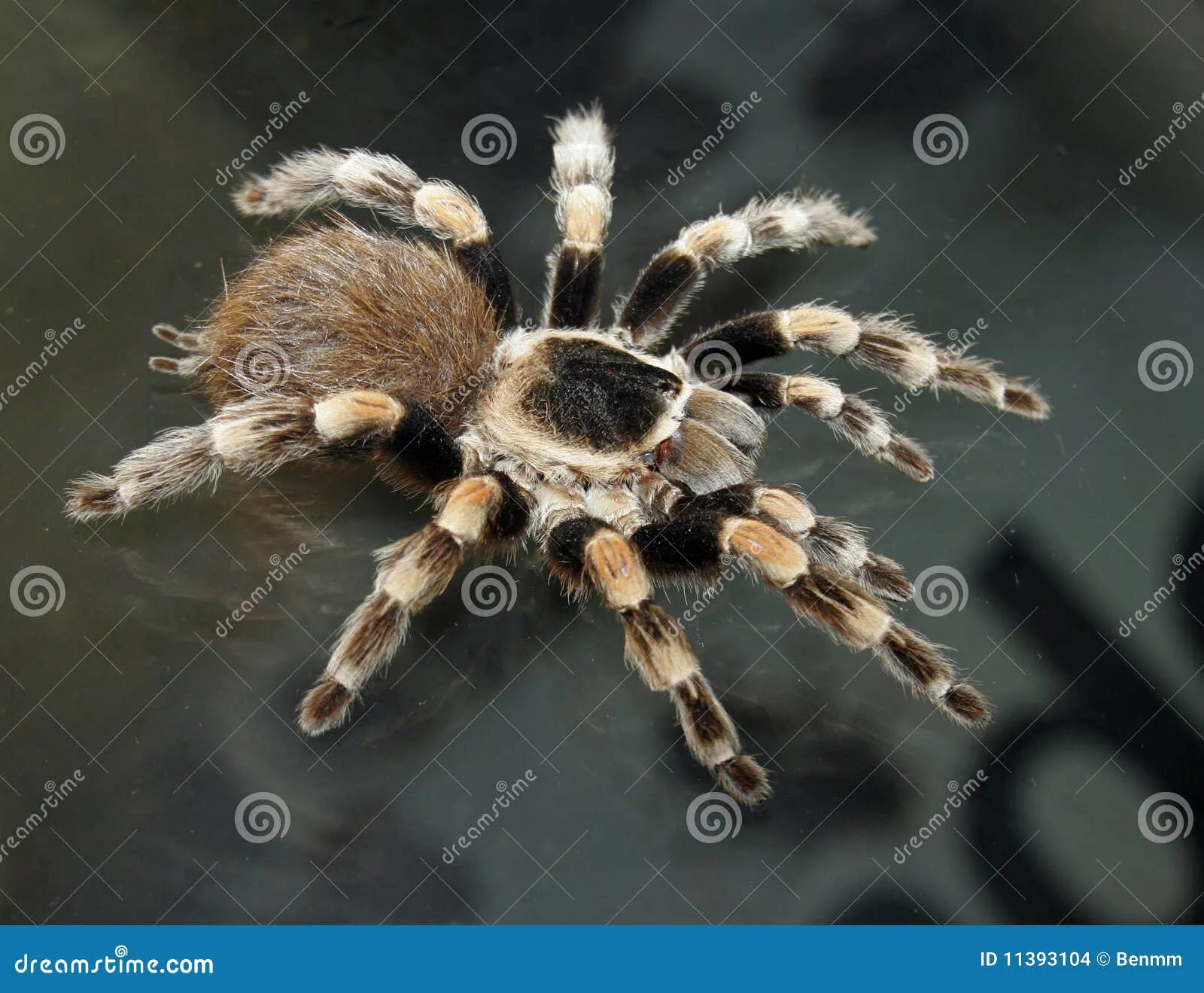 /img/17533-tarantula-home.webp