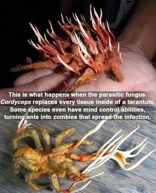 17533 tarantula venom