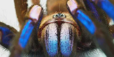 /img/17535-blue-tarantula-philippines-ideal-habitats.webp