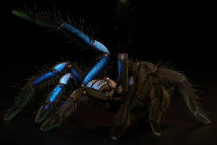 17535 blue tarantula philippines responsible observation
