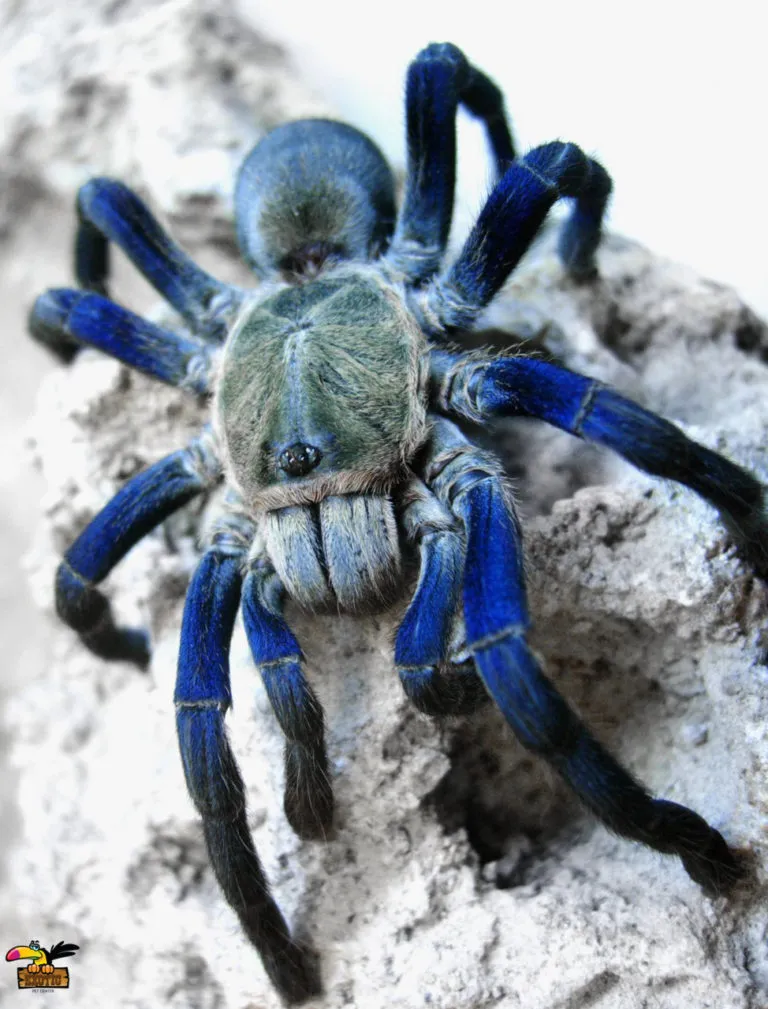 17535 blue tarantula philippines threats