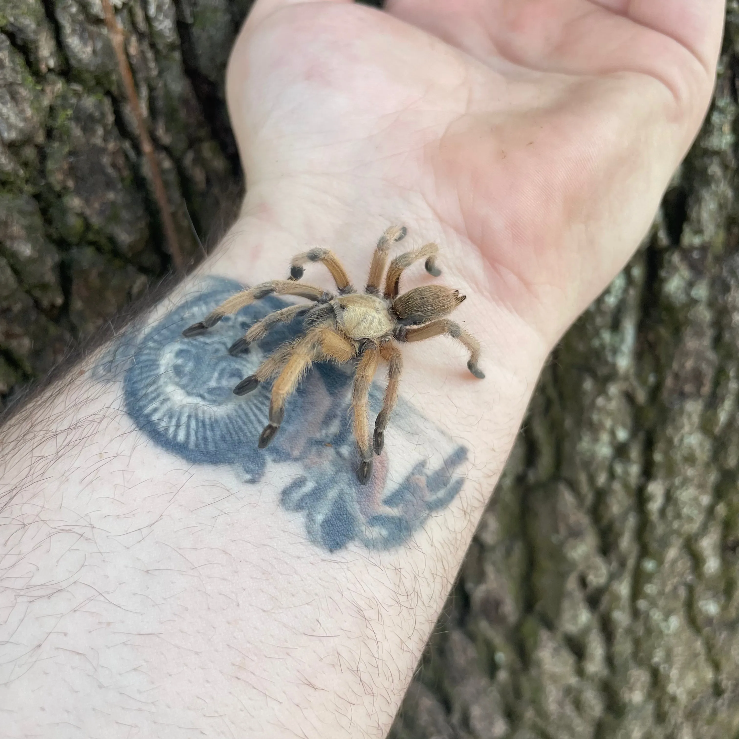 17537 ganjagold tarantula breeding