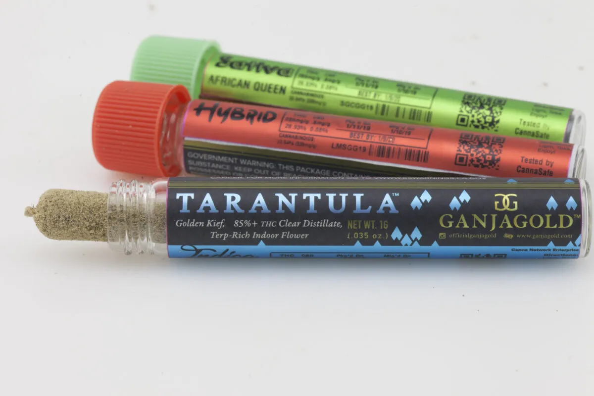 /img/17537-ganjagold-tarantula-web.webp