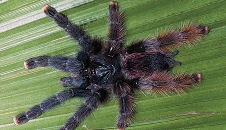 17539 pink toe tarantula characteristics