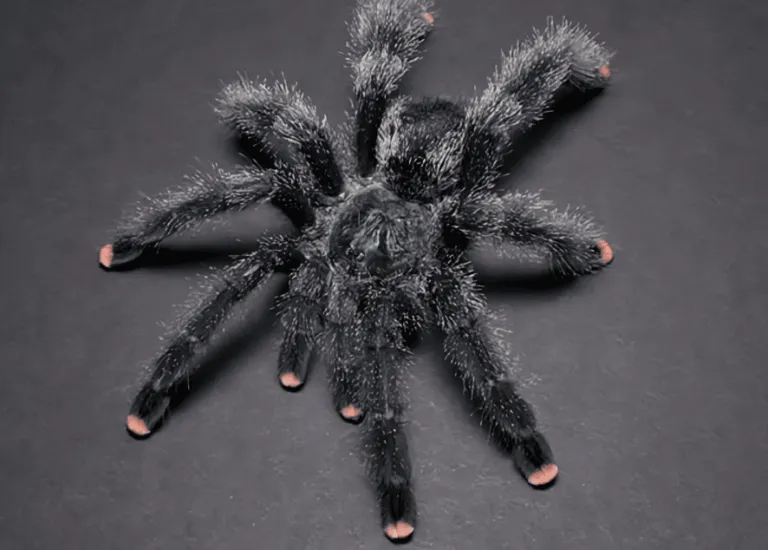 17539 pink toe tarantula dehydration