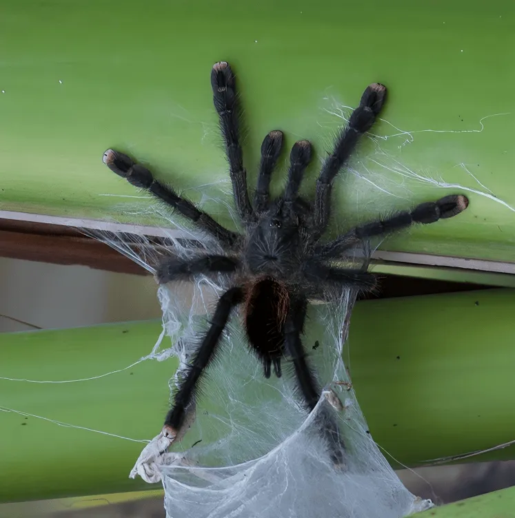 17539 pink toe tarantula food