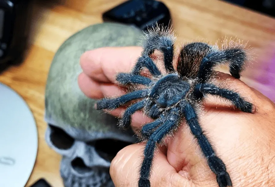 17539 pink toe tarantula humidity