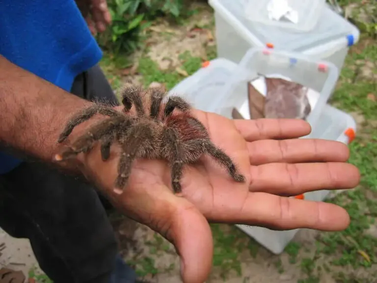 17539 pink toe tarantula temperature