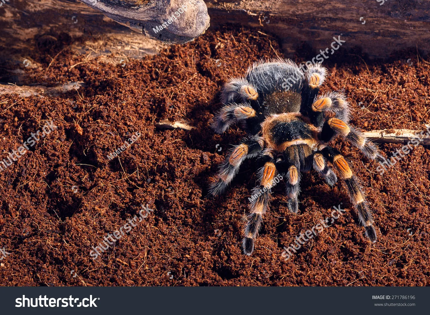 17544 mexican red knee tarantula moult exuvium