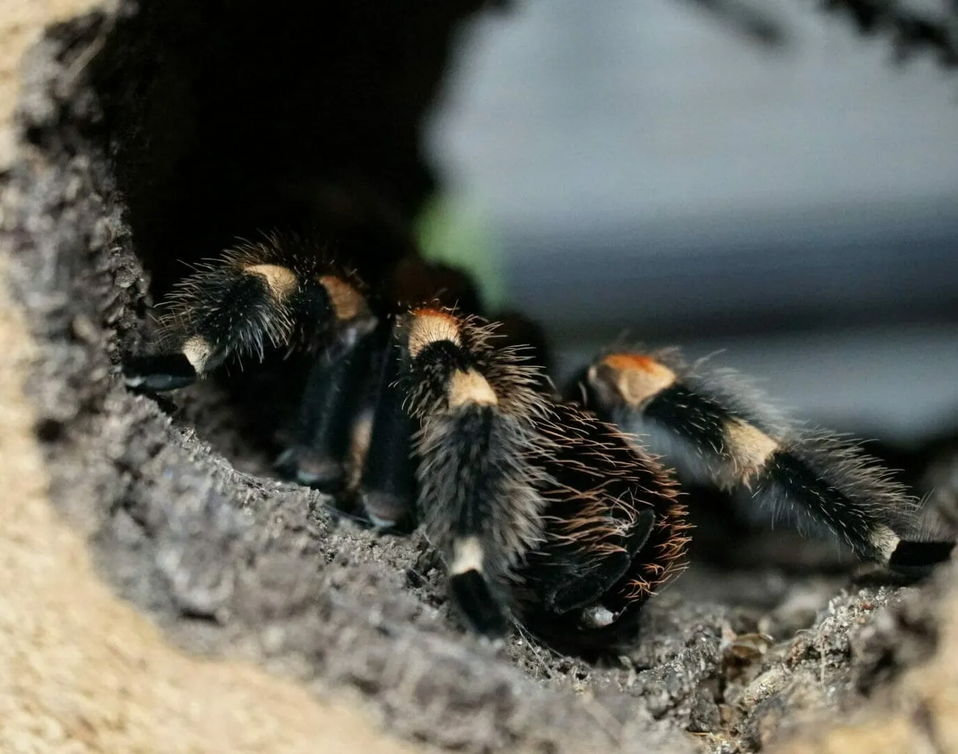 /img/17544-mexican-red-knee-tarantula-moult-stuck.webp