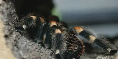 /img/17544-mexican-red-knee-tarantula-moult-stuck.webp