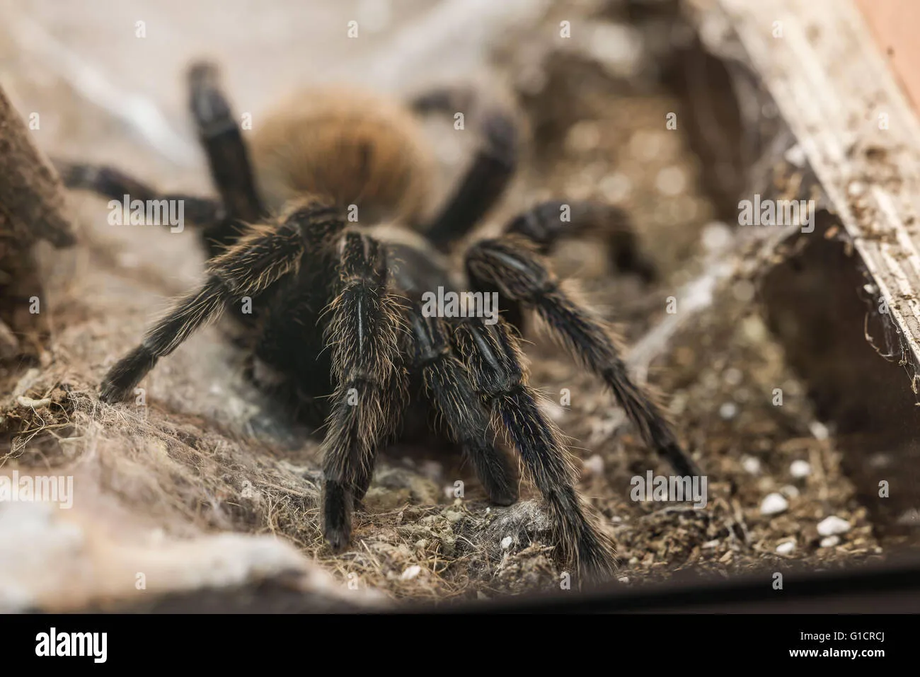 17545 size tarantula venom
