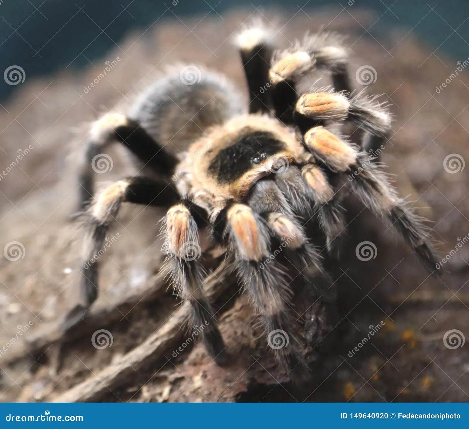 17545 tarantula bite symptoms