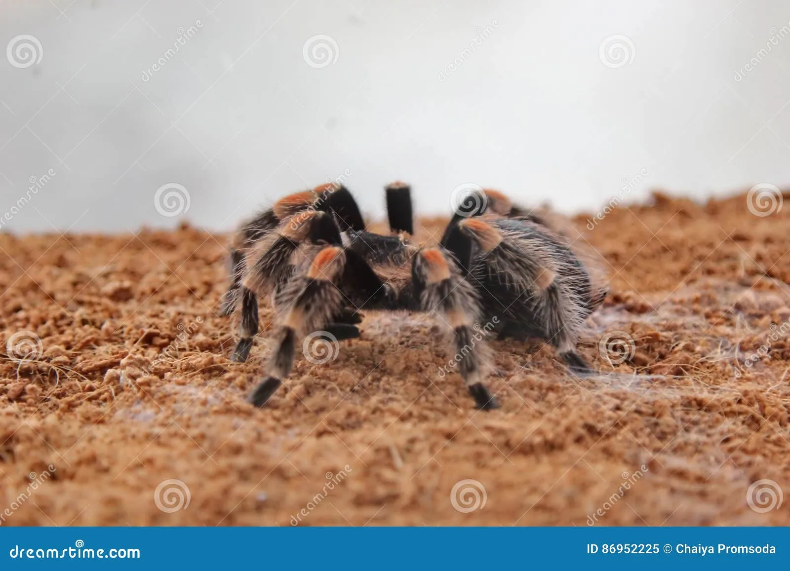 17545 tarantula diet