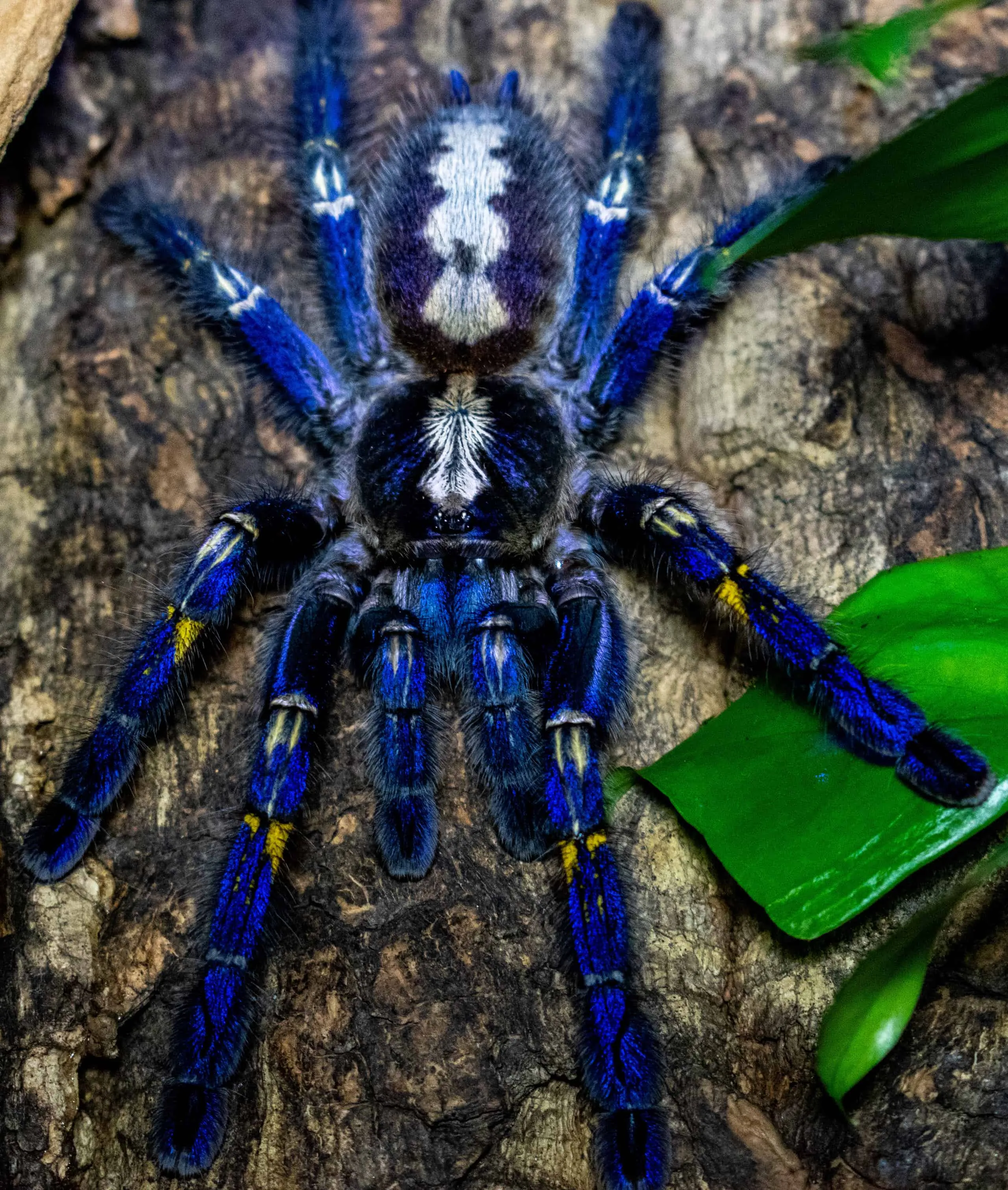 /img/17545-tarantula-first-aid.webp
