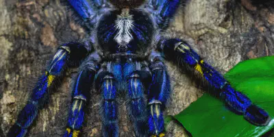/img/17545-tarantula-first-aid.webp