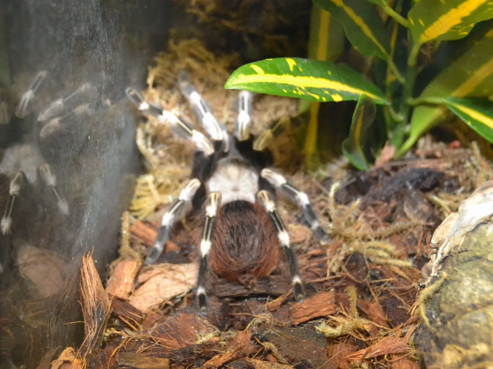 17546 white tarantula close up