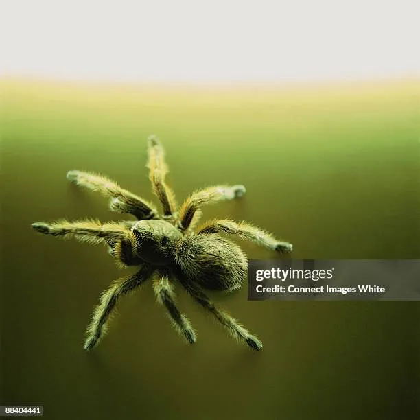 17546 white tarantula enclosure