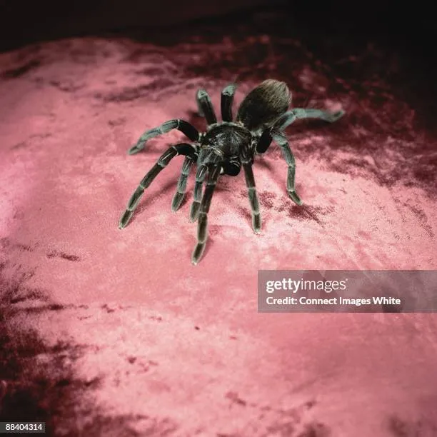17546 white tarantula feeding