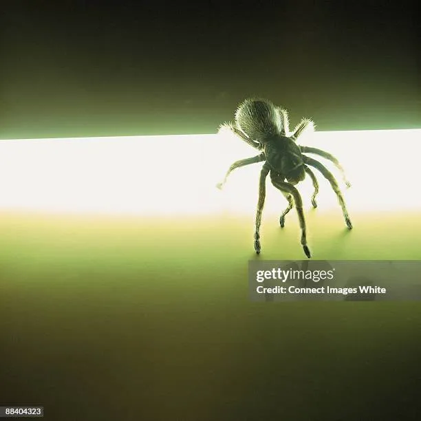 17546 white tarantula handling