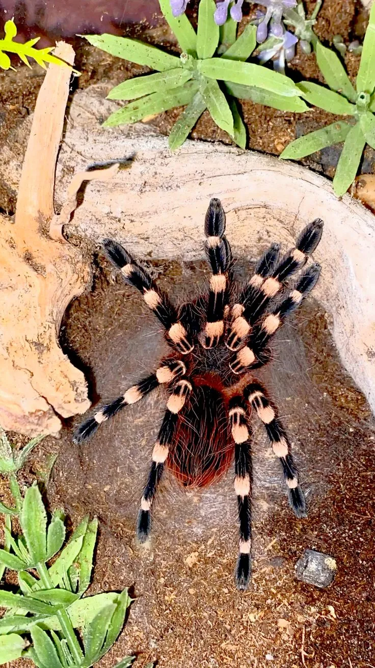 17546 white tarantula molting
