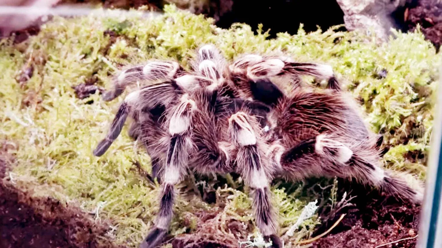 17546 white tarantula overview
