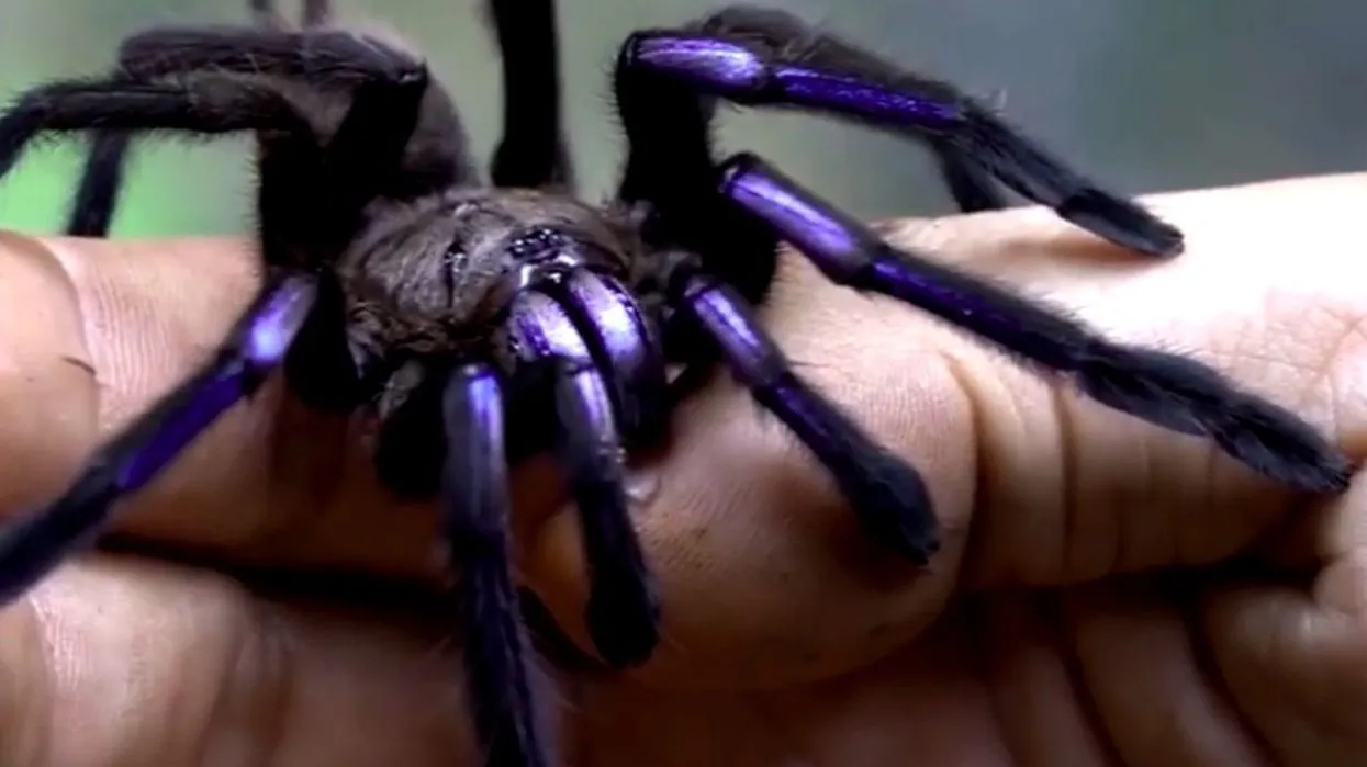 17548 tarantula research