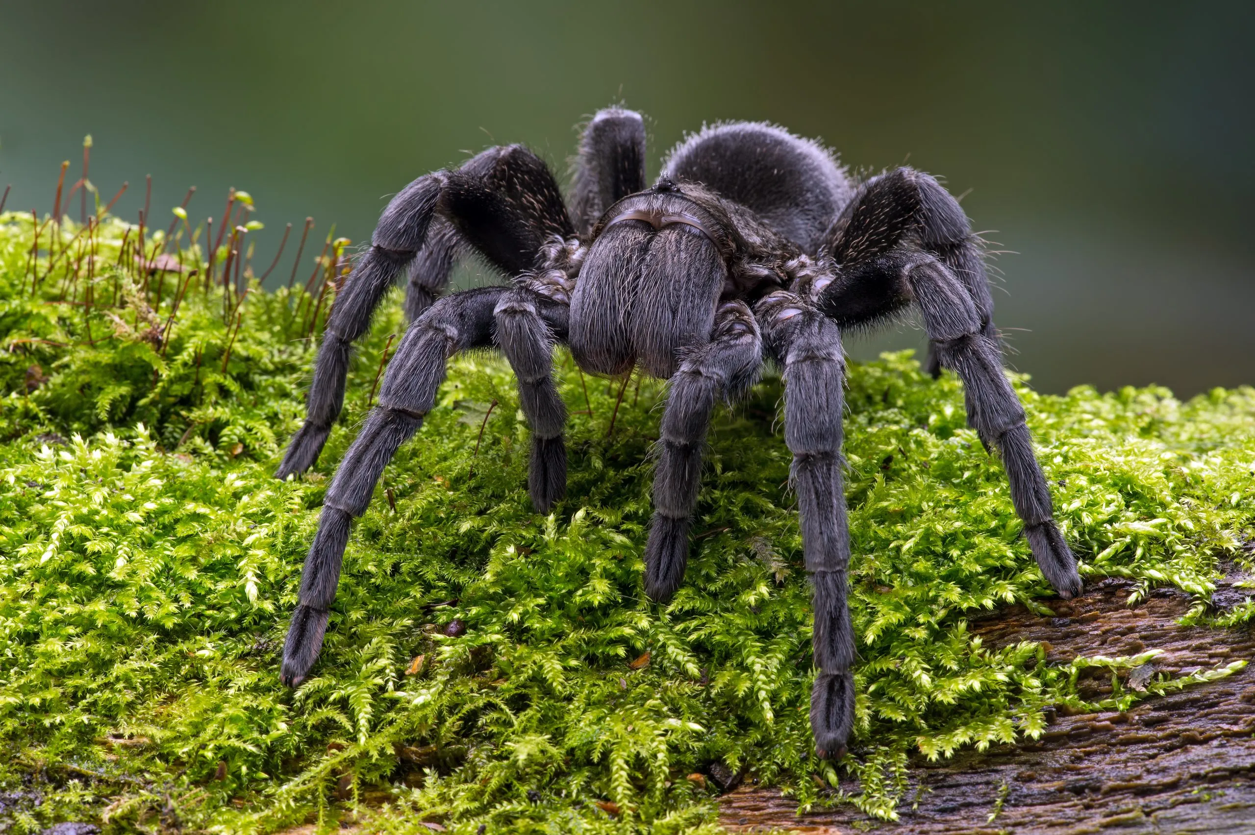 /img/17548-tarantula-taxonomy.webp