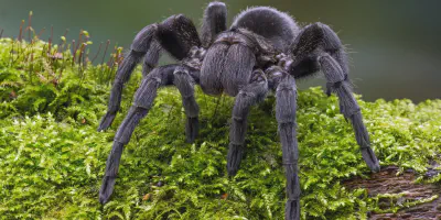 /img/17548-tarantula-taxonomy.webp