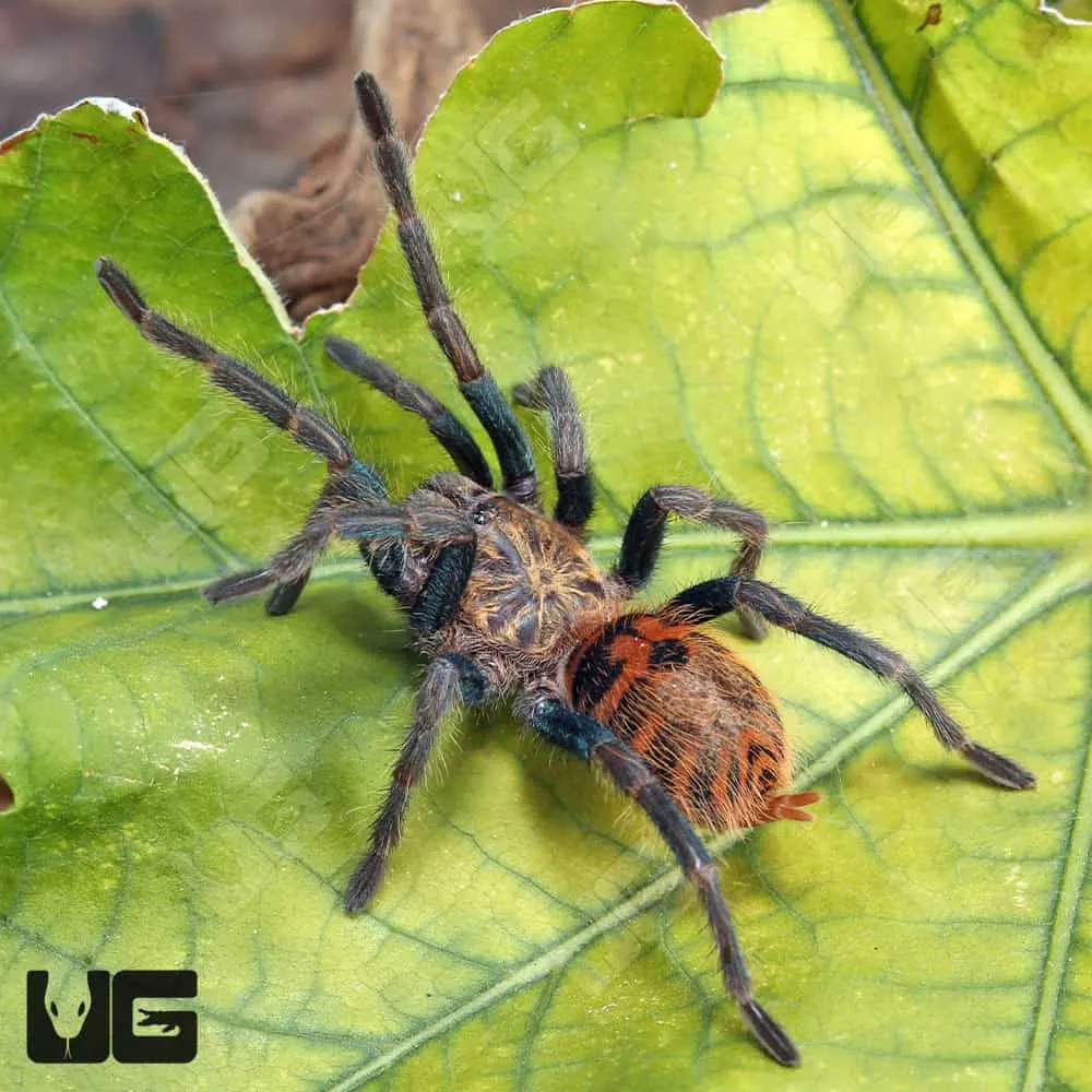 17549 gbb tarantula enclosure