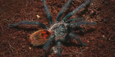 /img/17549-gbb-tarantula-water.webp