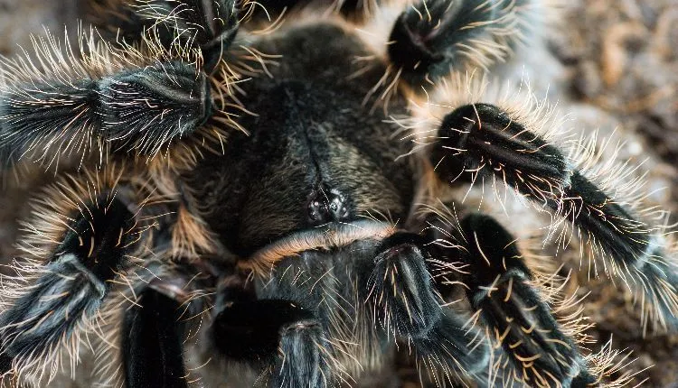 17550 curly hair tarantula habitat