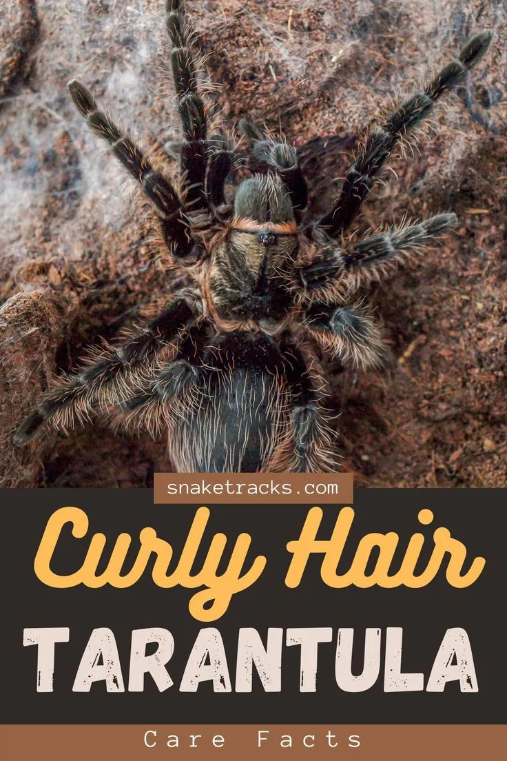 17550 curly hair tarantula overview