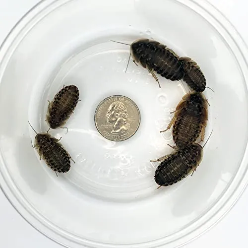 /img/17550-handling-tarantula.webp