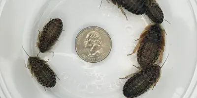 /img/17550-handling-tarantula.webp