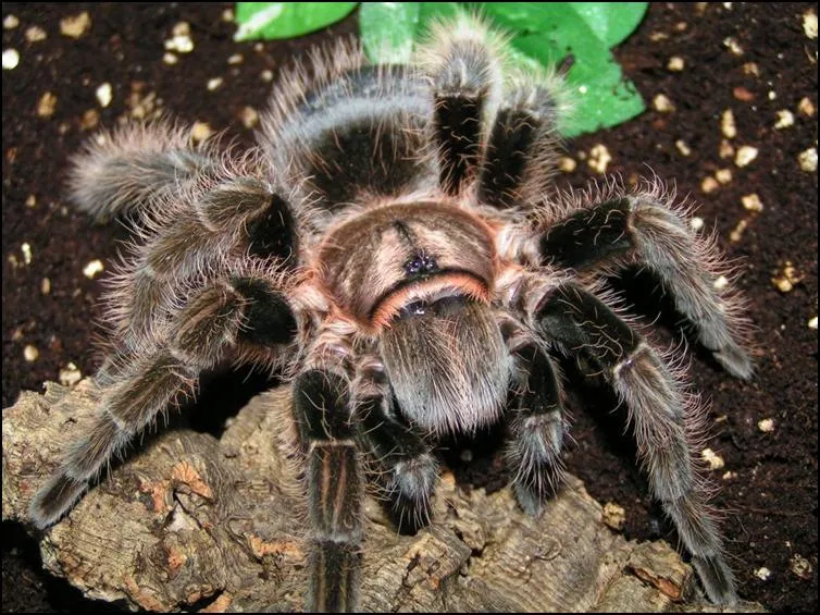 17550 healthy tarantula