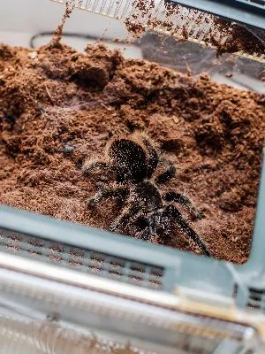 17550 tarantula enclosure