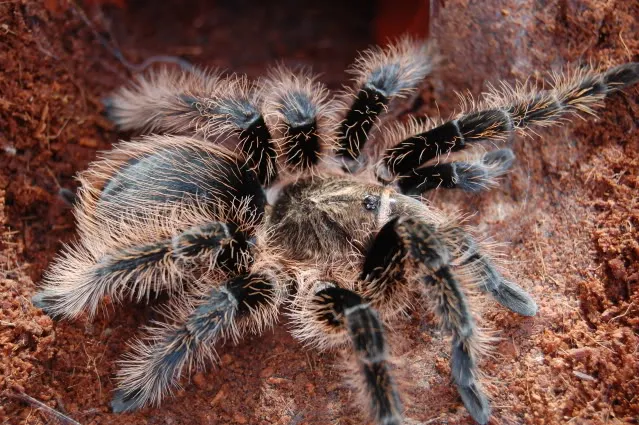 17550 tarantula molting