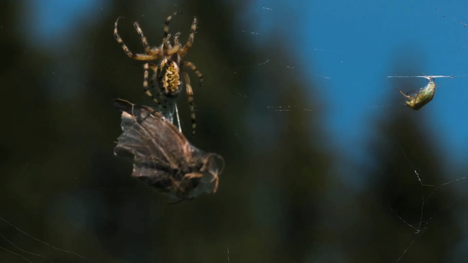 17554 dehydrated tarantula