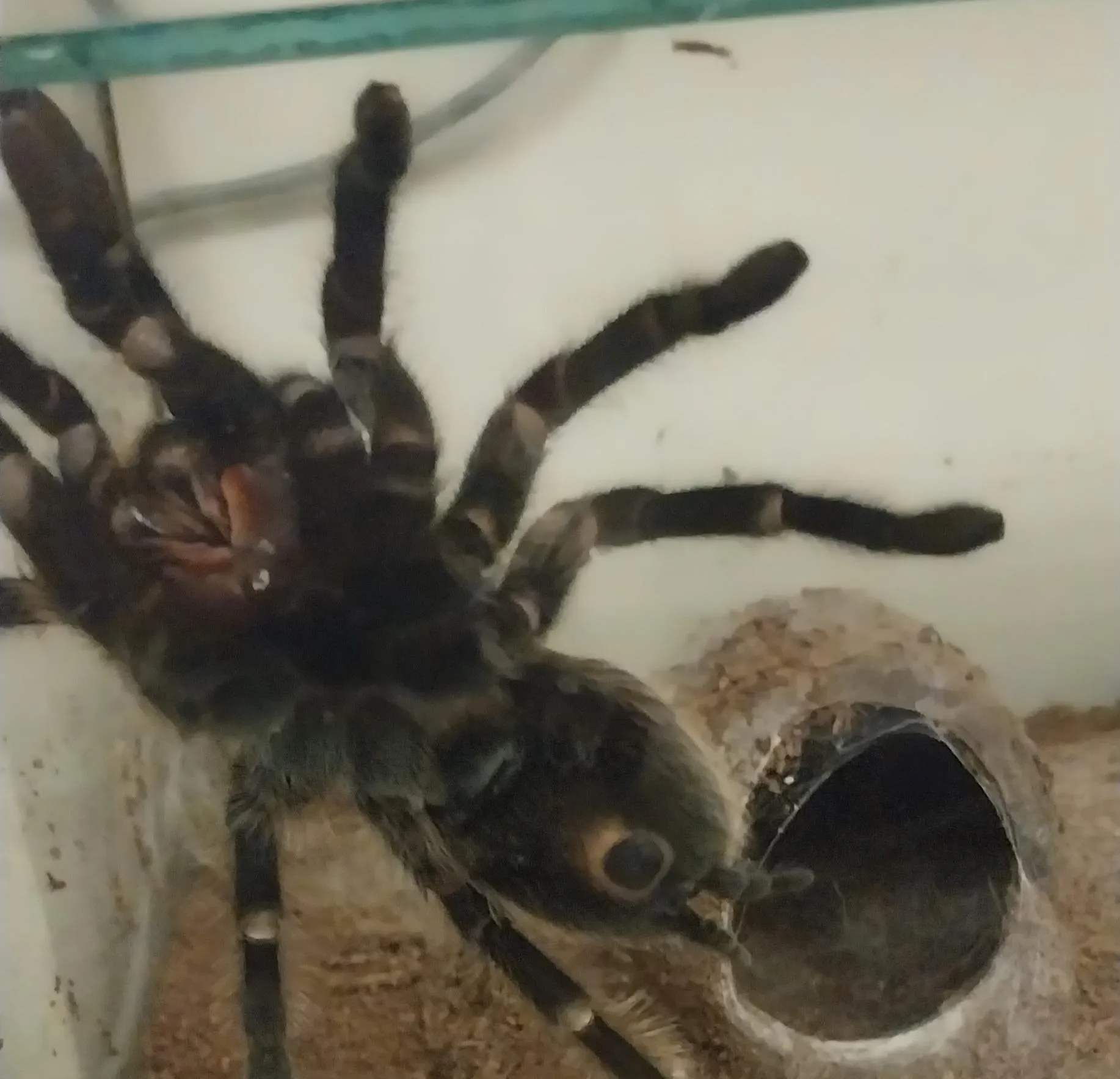 17554 old tarantula
