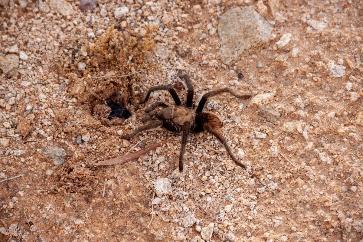 17554 sick tarantula