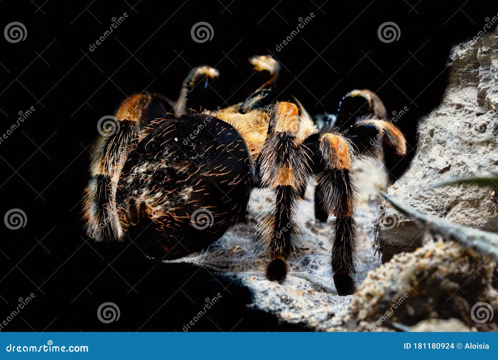 17554 tarantula water dish