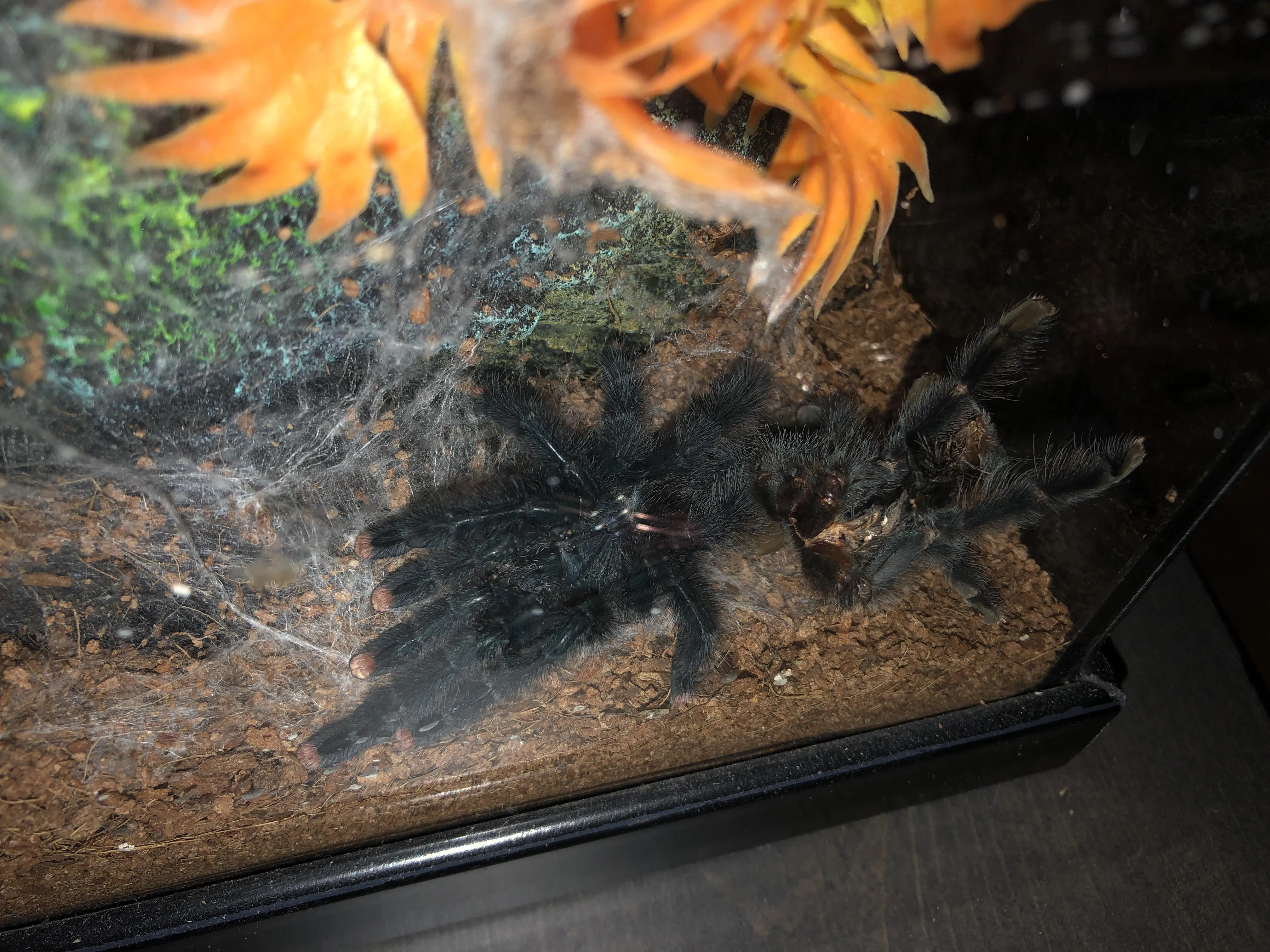 17554 toxic exposure tarantula