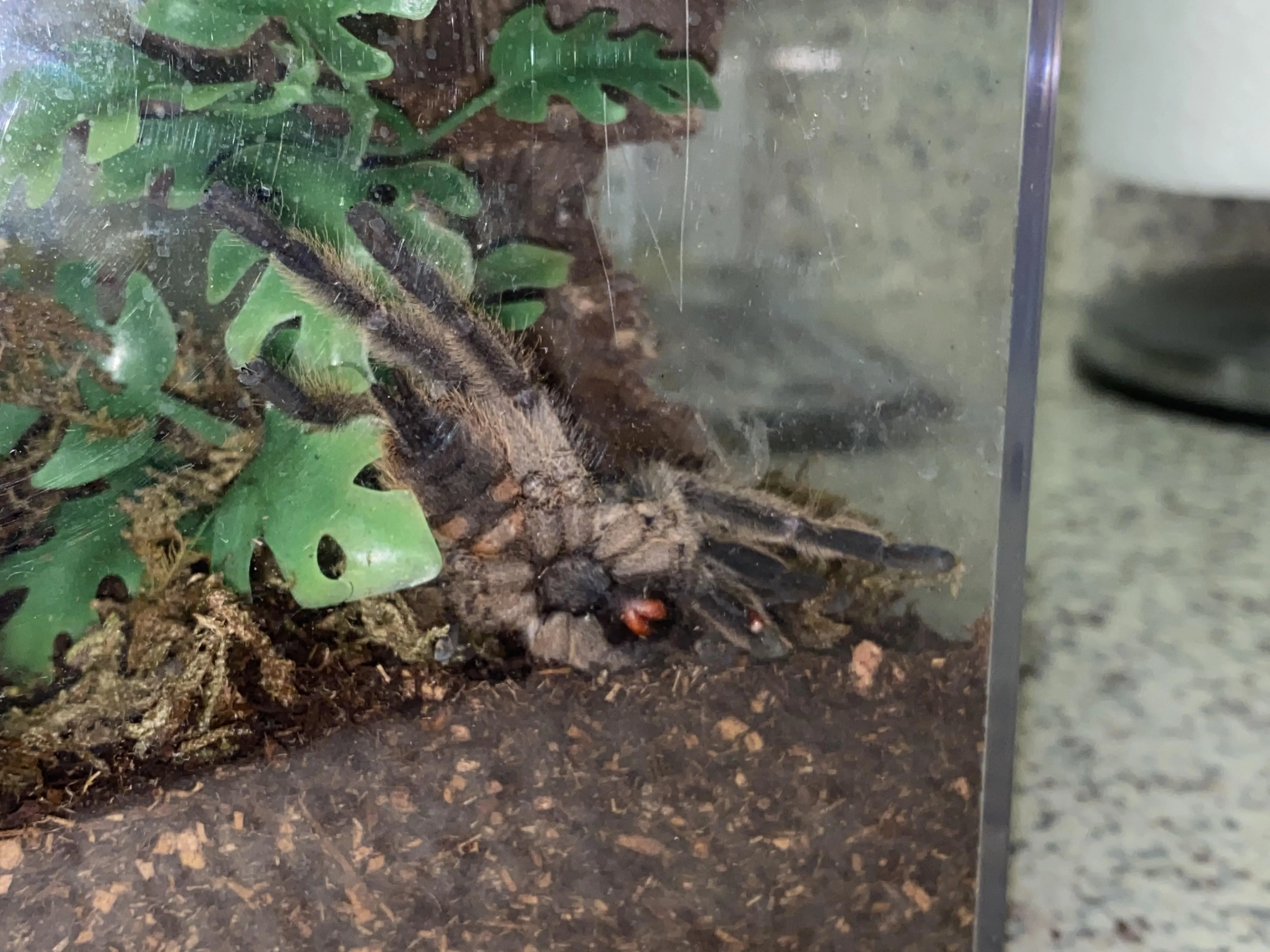 /img/17554-veterinary-tarantula.webp