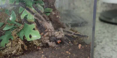 /img/17554-veterinary-tarantula.webp
