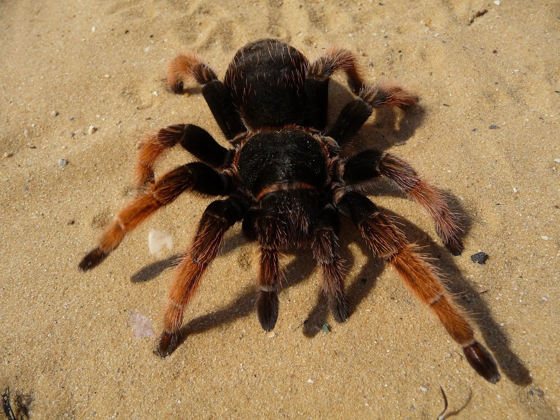 17558 brown and black tarantula overview