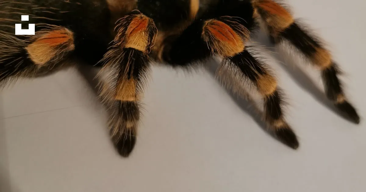 17558 tarantula feeding
