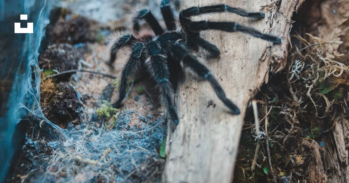 17558 tarantula habitat
