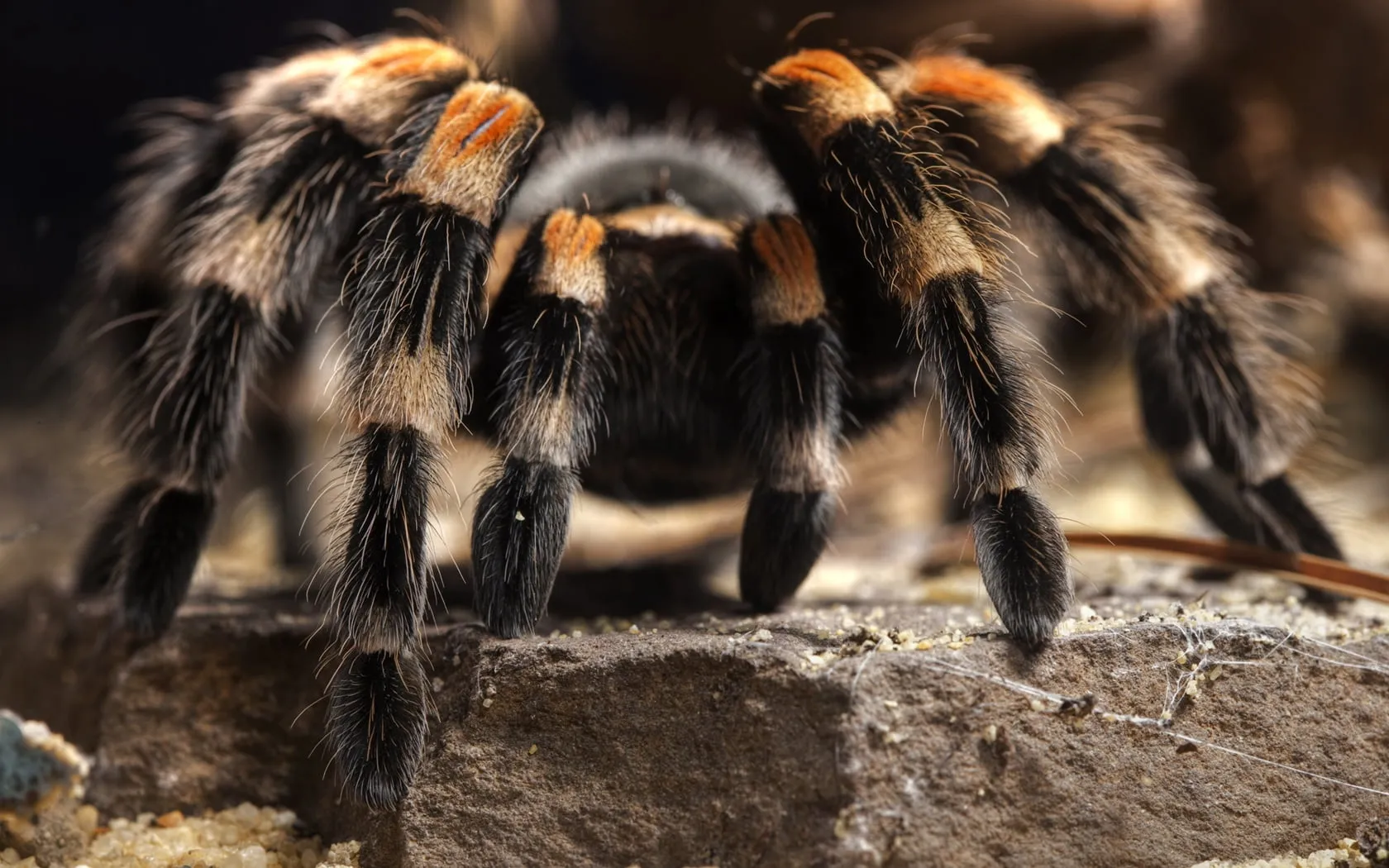 17558 tarantula lifespan